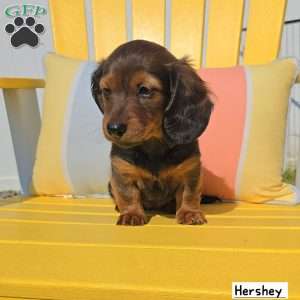 Hershey, Dachshund Puppy