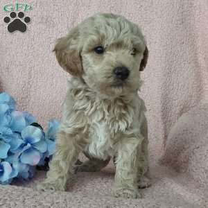 Cody, Toy Poodle Mix Puppy