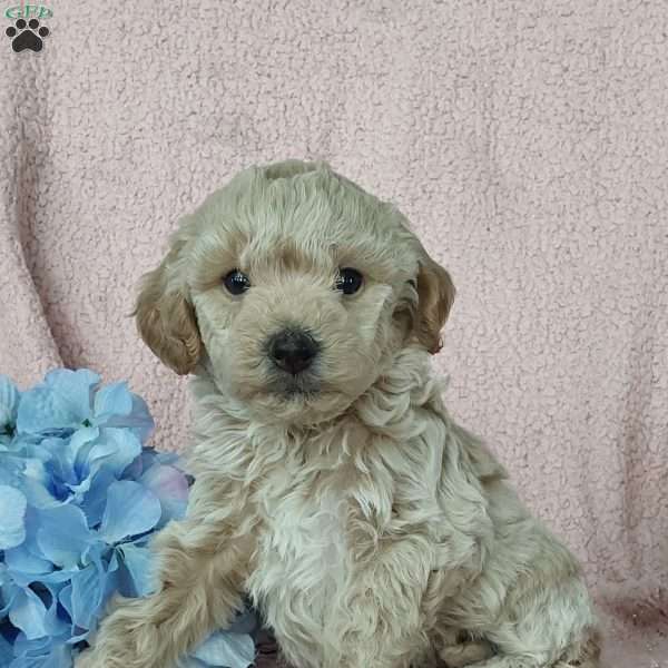 Cody, Toy Poodle Mix Puppy