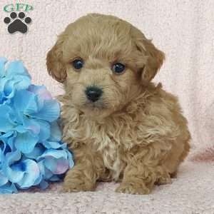 Coby, Toy Poodle Mix Puppy