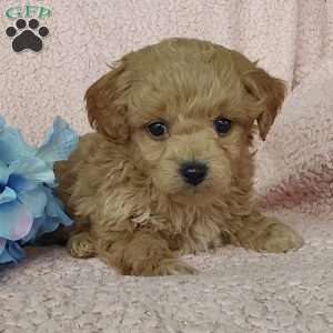 Coby, Toy Poodle Mix Puppy