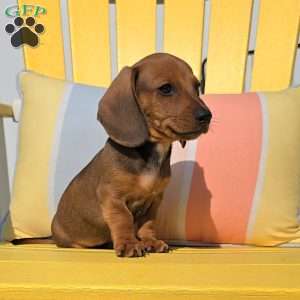Peanut, Dachshund Puppy