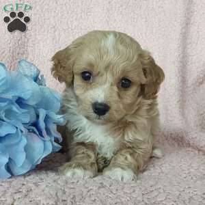 Captain, Toy Poodle Mix Puppy