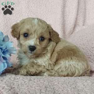 Captain, Toy Poodle Mix Puppy