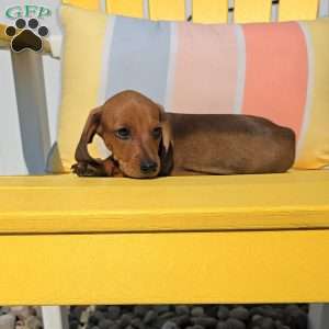 Peanut, Dachshund Puppy