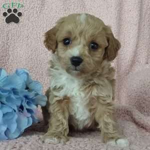 Captain, Toy Poodle Mix Puppy