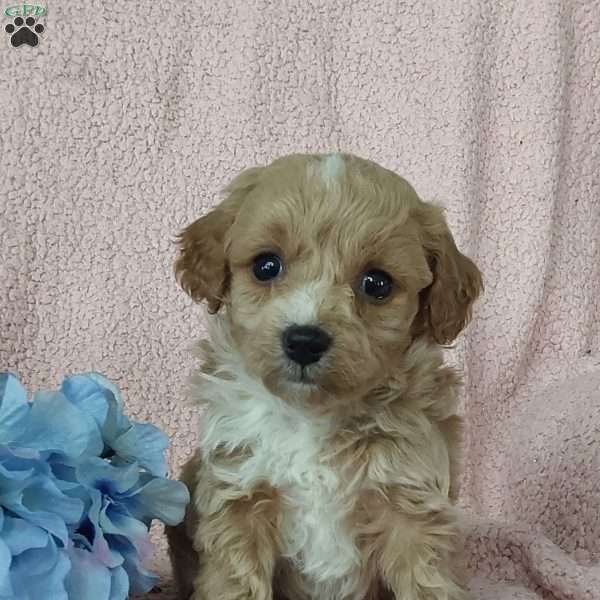 Captain, Toy Poodle Mix Puppy