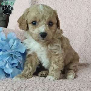 Captain, Toy Poodle Mix Puppy