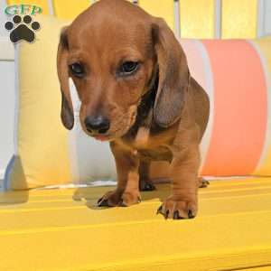 Peanut, Dachshund Puppy