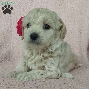 Princess, Toy Poodle Mix Puppy