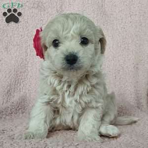 Princess, Toy Poodle Mix Puppy