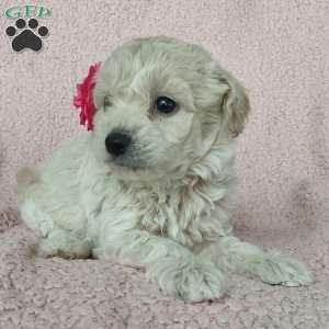 Princess, Toy Poodle Mix Puppy