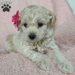 Princess, Toy Poodle Mix Puppy