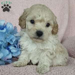 Colson, Toy Poodle Mix Puppy