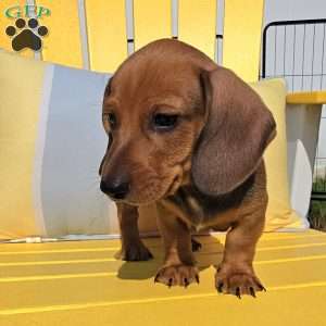 Whiskey, Dachshund Puppy