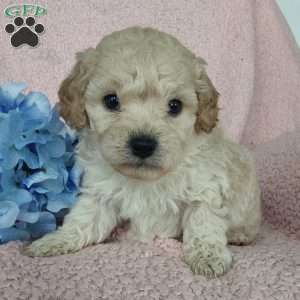Colson, Toy Poodle Mix Puppy
