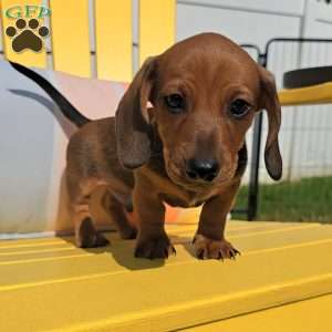 Whiskey, Dachshund Puppy