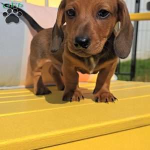 Whiskey, Dachshund Puppy