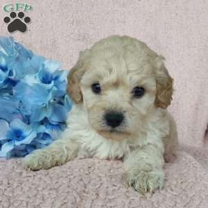 Colson, Toy Poodle Mix Puppy