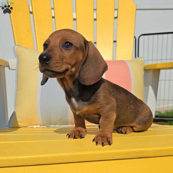Whiskey, Dachshund Puppy