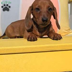 Reese, Dachshund Puppy