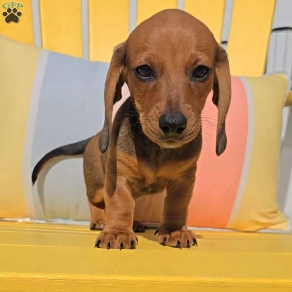 Peanut, Dachshund Puppy