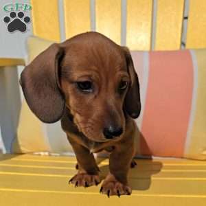 Whiskey, Dachshund Puppy