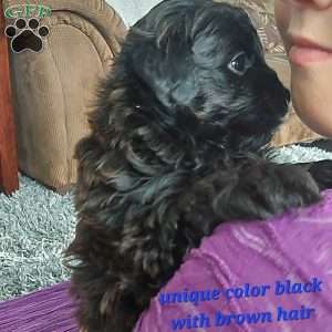 Bandit, Toy Poodle Mix Puppy