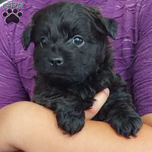 Bandit, Toy Poodle Mix Puppy