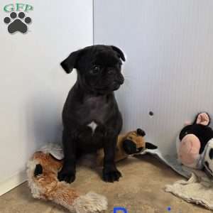 Bowie, Pug Puppy