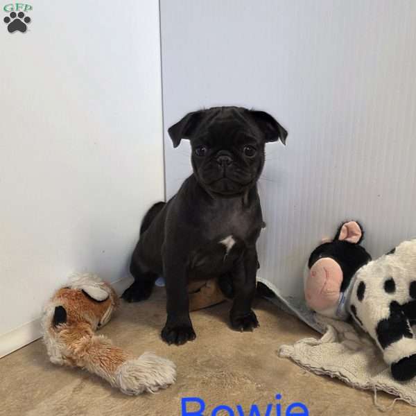 Bowie, Pug Puppy