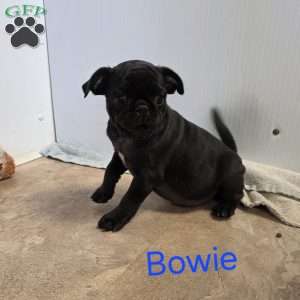 Bowie, Pug Puppy