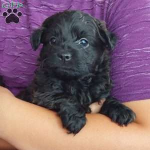 Bandit, Toy Poodle Mix Puppy