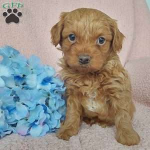 Charles, Toy Poodle Mix Puppy