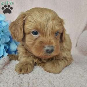 Charles, Toy Poodle Mix Puppy