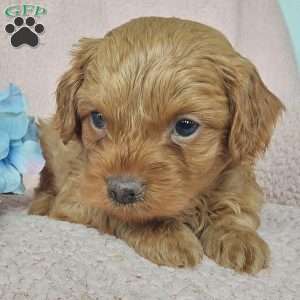 Charles, Toy Poodle Mix Puppy