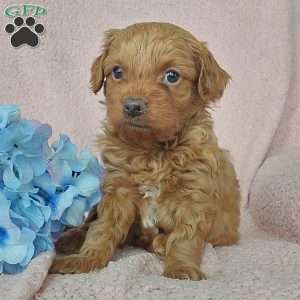 Charles, Toy Poodle Mix Puppy