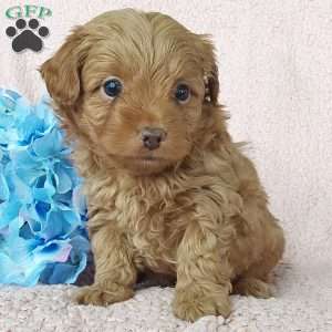 Miles, Toy Poodle Mix Puppy