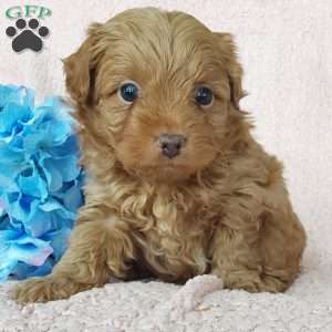 Miles, Toy Poodle Mix Puppy