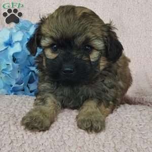 Diesel, Toy Poodle Mix Puppy