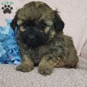 Diesel, Toy Poodle Mix Puppy