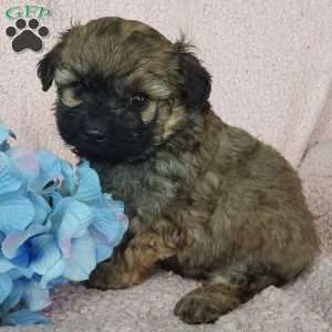Diesel, Toy Poodle Mix Puppy