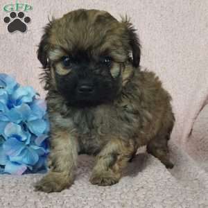 Diesel, Toy Poodle Mix Puppy
