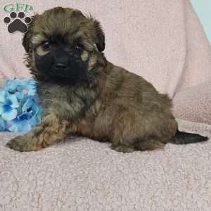 Diesel, Toy Poodle Mix Puppy