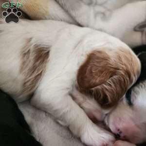 McKenzie, Mini Bernedoodle Puppy