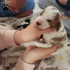 McKenzie, Mini Bernedoodle Puppy