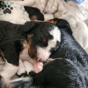 Marshall, Mini Bernedoodle Puppy