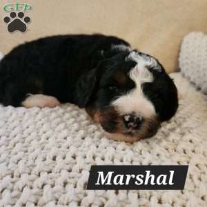 Marshall, Mini Bernedoodle Puppy