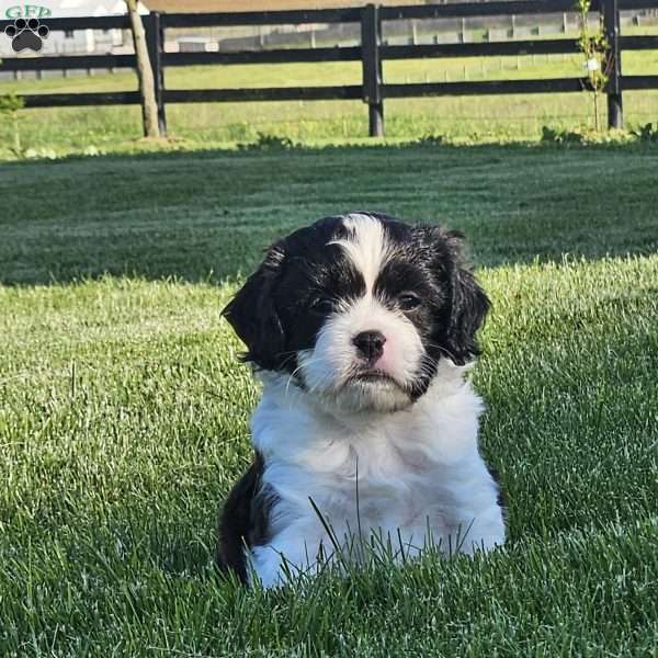Chase, Cavachon Puppy