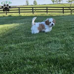 Timmy, Cavachon Puppy